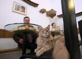 Vienna's First 'Cat Cafe' Offers Service With A Meow