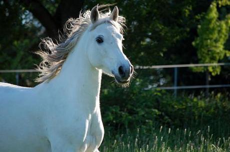 Arabian Show Horse Shows Off Swimming Skills