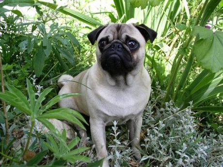 Dogs Abandoned in Cemeteries