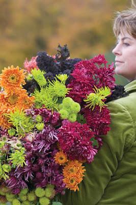 Ryan's Garden Competition: Win Sarah Raven Chrysanthemums