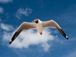 Flying gulls at Bird Island