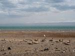 Hundreds of wild geese during breeding season