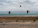 Flying wild geese at Niao Dao