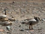 The wild geese at bird island