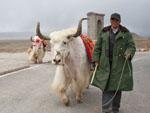 A man and his yak