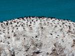 Hundreds of nesting cormorants on a rocky island