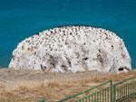 Hundreds of nesting cormorants on a rocky island