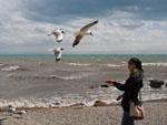 Sonya feeding some gulls at Niao Dao