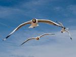 Flying gulls at Lake Kokonor