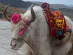 A white yak