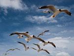 Flying gulls at Niao Dao