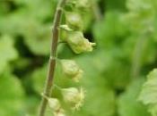 Plant Week: Tellima Grandiflora