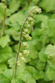 Tellima grandiflora Flower (05/05/2012, Kew, London)