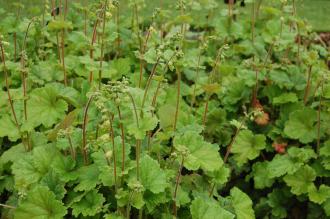 Tellima grandiflora (05/05/2012, Kew, London)