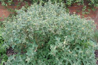 Phlomis fruticosa (05/05/2012, Kew, London)