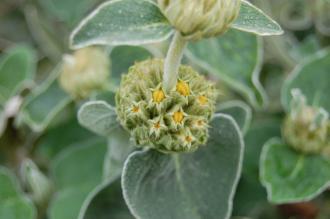 Phlomis fruticosa Flower Buds (05/05/2012, Kew, London)