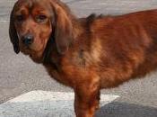 Featured Animal: Alpine Dachsbracke