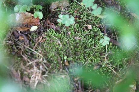 Moss From My Backyard