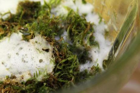 Moss In The Blender With Beer And Sugar