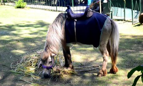 Tagaytay (Part 2): Animal Encounter!