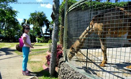 Tagaytay (Part 2): Animal Encounter!