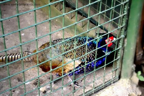 Tagaytay (Part 2): Animal Encounter!