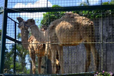 Tagaytay (Part 2): Animal Encounter!