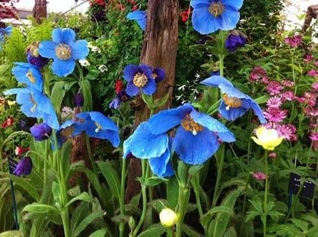 bright blue flowers