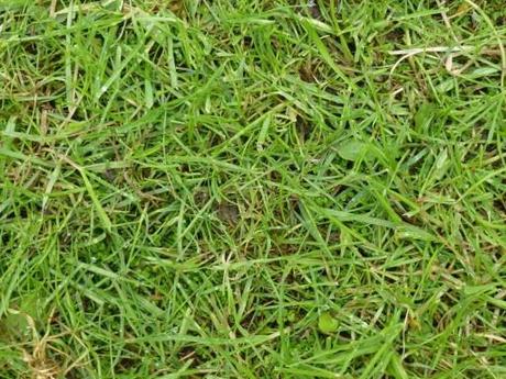 picture of grass