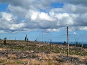 Study: Selective Logging Could Help Mitigate Ecological Impact
