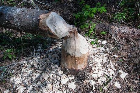 20120513_spokane_libertylake-4