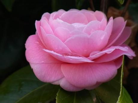 Musings on fragility and camellias