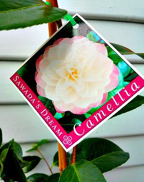 Musings on fragility and camellias