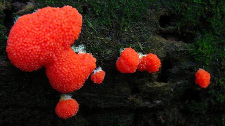 Slime Mold - Alien Landscapes On Earth