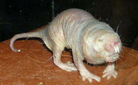 Naked Mole Rat's Long Life Due To Cellular Garbage Men