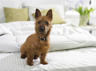 The Perfect Hotel Guest – Dog Welcome