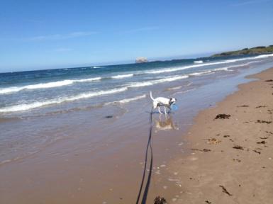 North Berwick, Beach, Fisbee, Dog Walking, Sand