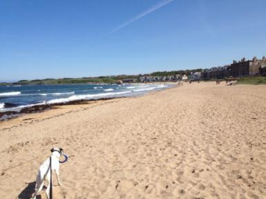 North Berwick, Beach, Fisbee, Dog Walking, Sand