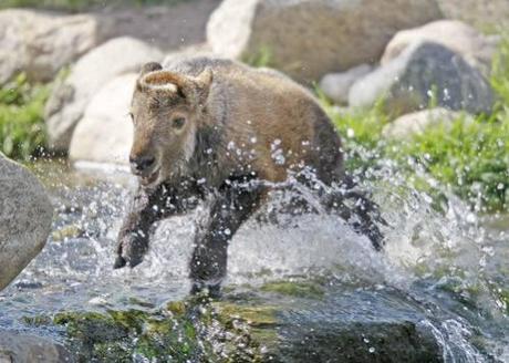 Rare Sichuan takin born in Red River Zoo: image via inforum.com