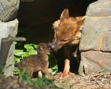 Asian wild dog pup at the Minnesota Zoo: image: The Minnesota Zoo