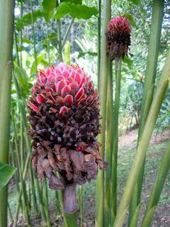 la finca colombiana