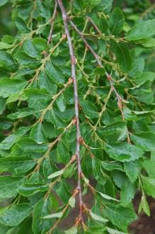 Nothofagus obliqua Leaf (05/05/2012, Kew, London)