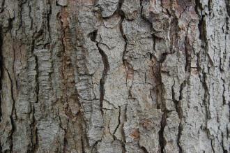 Nothofagus obliqua Bark (05/05/2012, Kew, London)