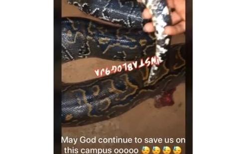 FUTA Students Kill Huge Python During Night Class (Video)