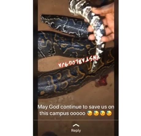 FUTA Students Kill Huge Python During Night Class (Video)