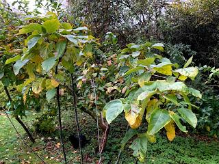 Tree Following November 2019 - Hello Autumn