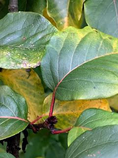 Tree Following November 2019 - Hello Autumn