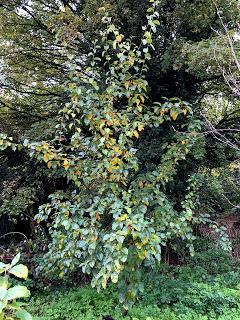 Tree Following November 2019 - Hello Autumn