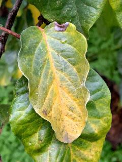 Tree Following November 2019 - Hello Autumn