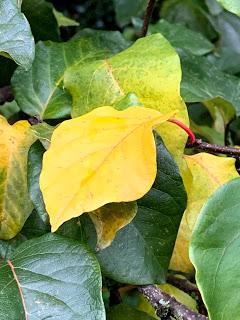 Tree Following November 2019 - Hello Autumn